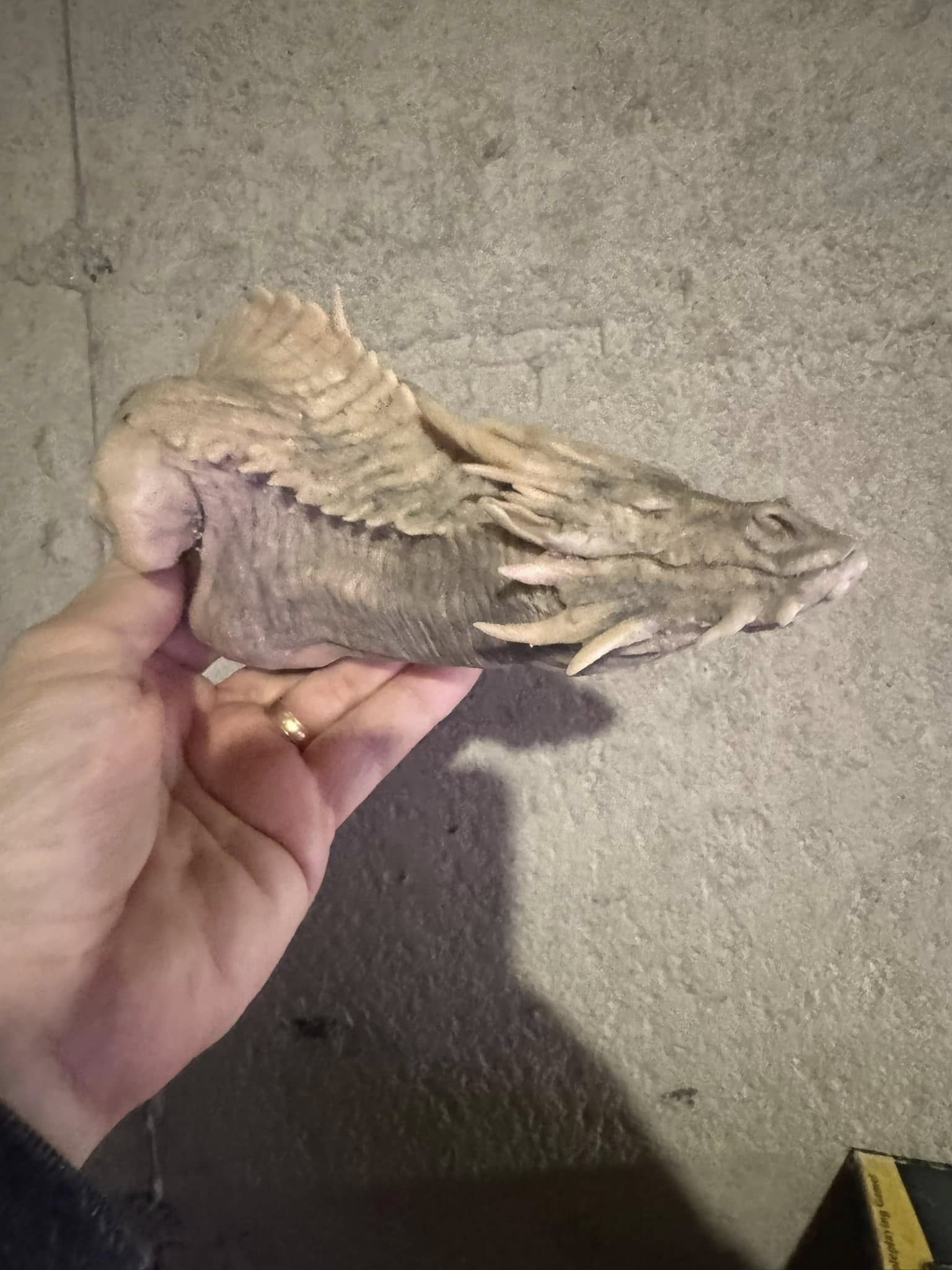 Hand sculpted dragon head study
